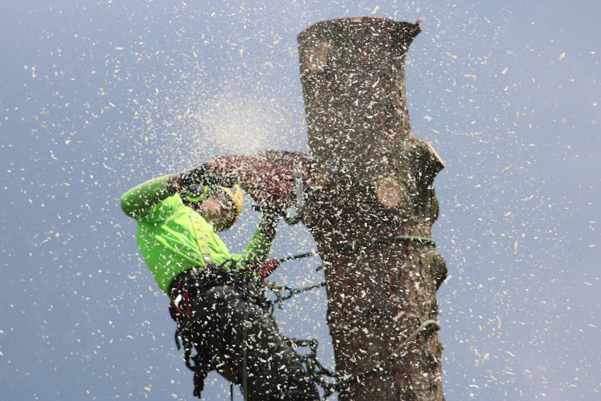 Tree surveys, reports & risk assessments