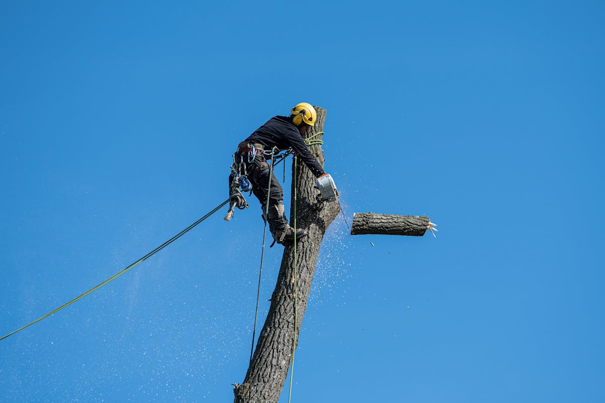 Emergency & storm-damage tree work
