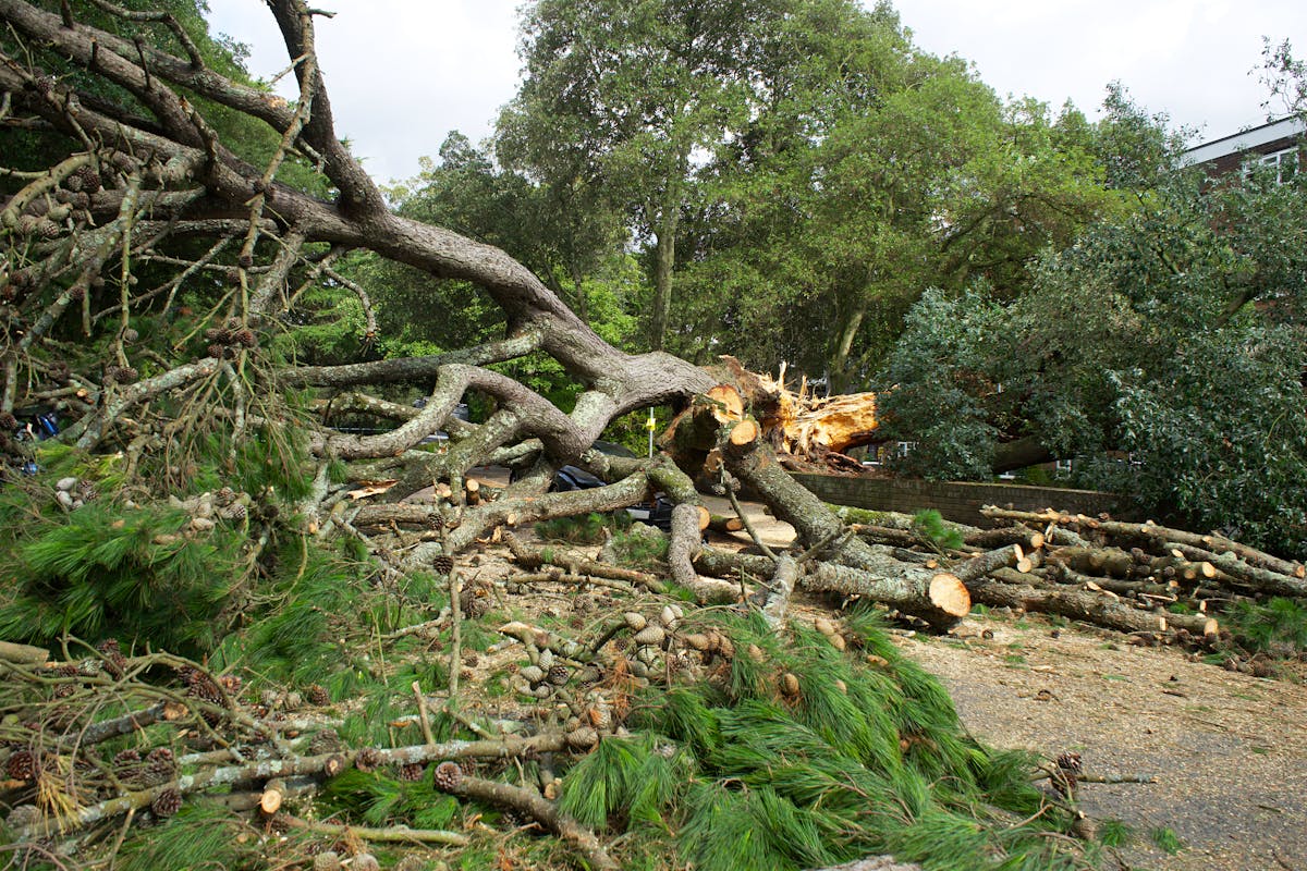 Stump grinding & root removal