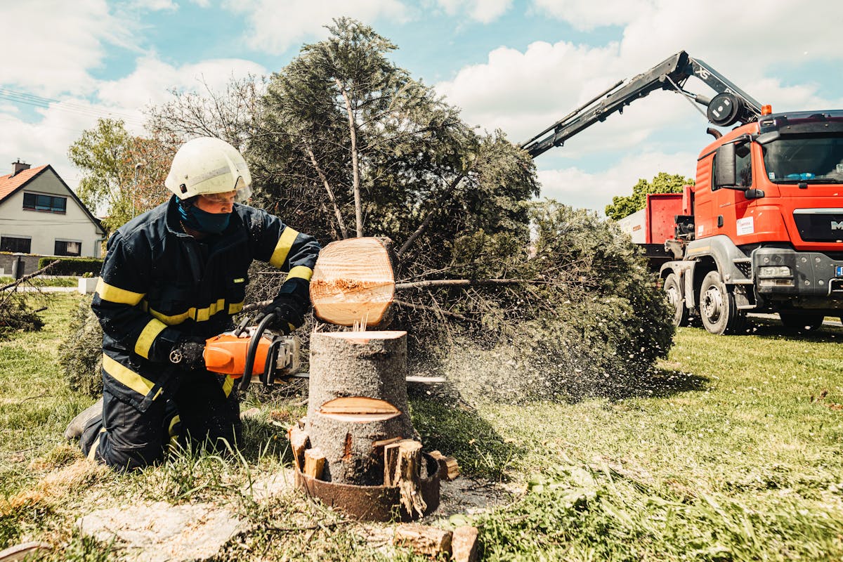 Tree felling & removals